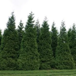 Thuja 'Green Giant' -Olivia Plants Sales x600 21258