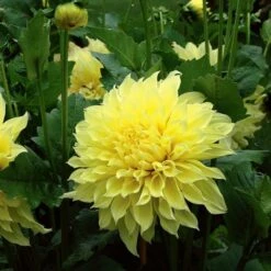 Dinnerplate Dahlia Collection 4 Tubers -Olivia Plants Sales x600 21279 1
