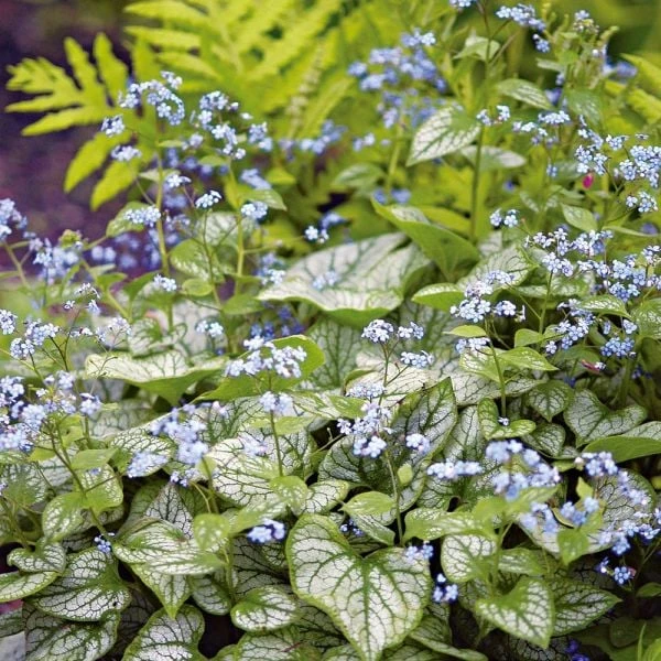 Brunnera Macrophylla 'Jack Frost' 4 Brunnera Macrophylla 'Jack Frost' - Image 4