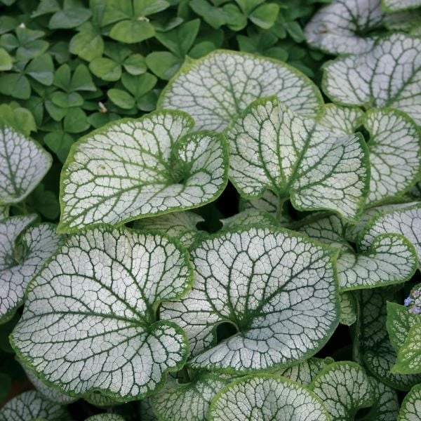 Brunnera Macrophylla 'Jack Frost' 5 Brunnera Macrophylla 'Jack Frost' - Image 5