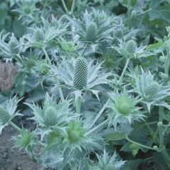 Eryngium Giganteum Miss Willmott's Ghost -Olivia Plants Sales x600 21314