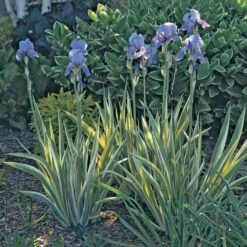 Iris Pallida 'Variegata Aurea' -Olivia Plants Sales x600 21350