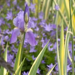 Iris Pallida 'Variegata Aurea' -Olivia Plants Sales x600 21352