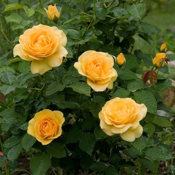 Perfumed Pageant Rose & Perennial Garden 1 Perfumed Pageant Rose & Perennial Garden