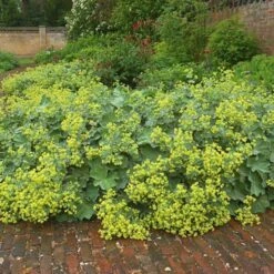 Alchemilla Mollis 9 Alchemilla Mollis -Olivia Plants Sales x600 21356