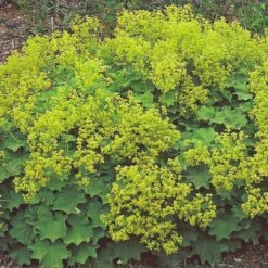 Alchemilla Mollis 10 Alchemilla Mollis -Olivia Plants Sales x600 21357