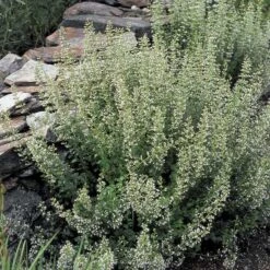 Calamintha Nepeta Subsp. Nepeta 6 Calamintha Nepeta Subsp. Nepeta -Olivia Plants Sales x600 21363
