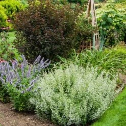 Calamintha Nepeta Subsp. Nepeta 7 Calamintha Nepeta Subsp. Nepeta -Olivia Plants Sales x600 21364