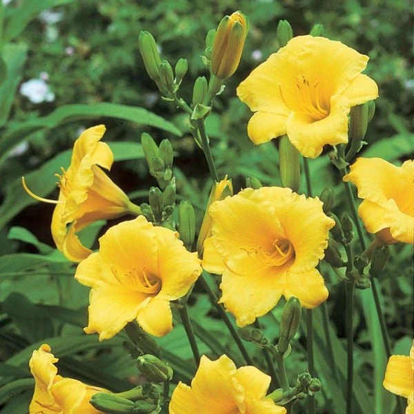Hemerocallis (Daylily) 'Stella De Oro' - Reblooming 4 Hemerocallis (Daylily) 'Stella De Oro' - Reblooming - Image 4