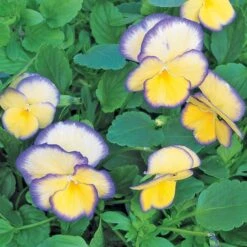 Viola 'Etain' -Olivia Plants Sales x600 21414