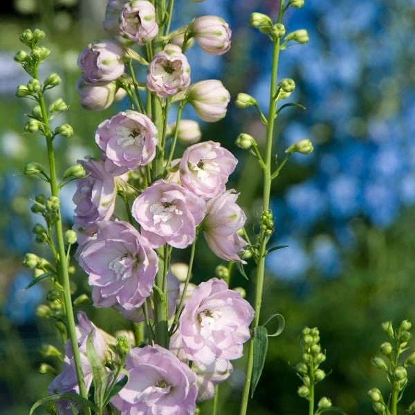 Delphinium Magic Fountains Strain 2 Delphinium Magic Fountains Strain - Image 2