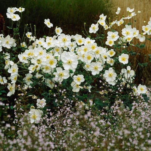 Anemone X Hybrida 'Honorine Jobert' 3 Anemone X Hybrida 'Honorine Jobert' - Image 3