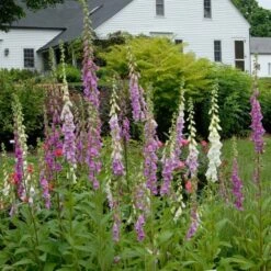 Digitalis Purpurea Excelsior Hybrids -Olivia Plants Sales x600 21466