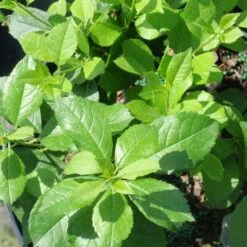 Compact Winterberry Duo 5 Compact Winterberry Duo -Olivia Plants Sales x600 21471 1