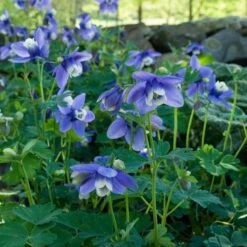 Aquilegia 'Blue Butterflies' -Olivia Plants Sales x600 21478