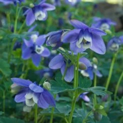 Aquilegia 'Blue Butterflies' -Olivia Plants Sales x600 21479