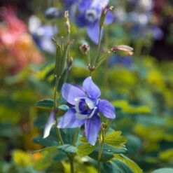 Aquilegia 'Blue Butterflies' -Olivia Plants Sales x600 21480