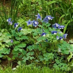 Aquilegia 'Blue Butterflies' -Olivia Plants Sales x600 21481