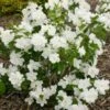 Philadelphus Snow White Sensation®