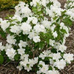 Philadelphus Snow White Sensation®