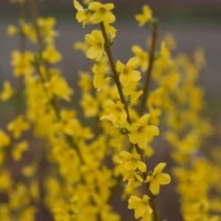 Forsythia X Intermedia Show Off® -Olivia Plants Sales x600 21488