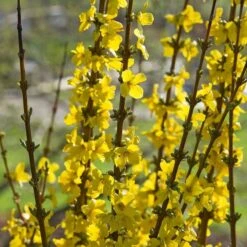 Forsythia X Intermedia Show Off® -Olivia Plants Sales x600 21489