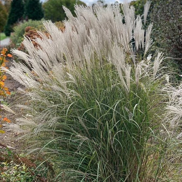 Ornamental Grass: Miscanthus Sinensis 'Silver Feather' 1 Ornamental Grass: Miscanthus Sinensis 'Silver Feather'