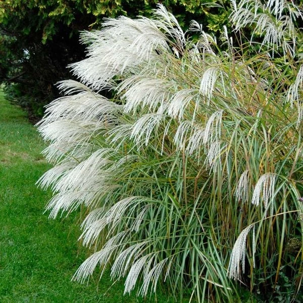 Ornamental Grass: Miscanthus Sinensis 'Silver Feather' 2 Ornamental Grass: Miscanthus Sinensis 'Silver Feather' - Image 2