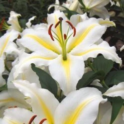 Extended-Season Lily Mix -Olivia Plants Sales x600 21514