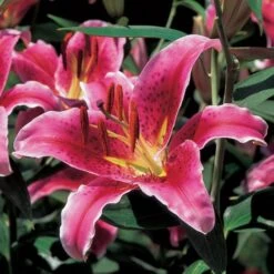 Extended-Season Lily Mix -Olivia Plants Sales x600 21515