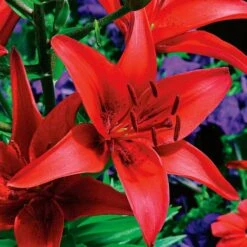 Extended-Season Lily Mix -Olivia Plants Sales x600 21516