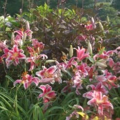 Lilium 'Stargazer' -Olivia Plants Sales x600 21519