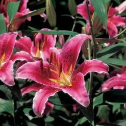 Lilium 'Stargazer' -Olivia Plants Sales x600 21522