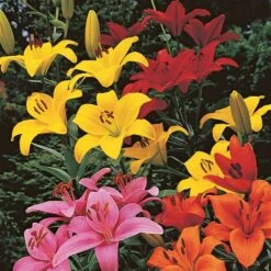 Lilium True Colors Mix For Naturalizing -Olivia Plants Sales x600 21523