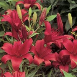 Lilium True Colors Mix For Naturalizing -Olivia Plants Sales x600 21524