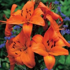 Lilium True Colors Mix For Naturalizing -Olivia Plants Sales x600 21525
