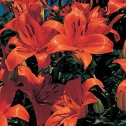 Lilium True Colors Mix For Naturalizing -Olivia Plants Sales x600 21526