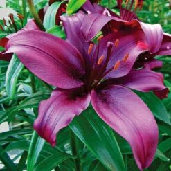 Lilium True Colors Mix For Naturalizing -Olivia Plants Sales x600 21527