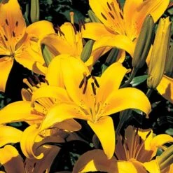 Lilium True Colors Mix For Naturalizing -Olivia Plants Sales x600 21528