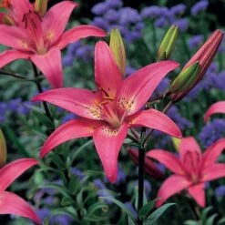 Lilium True Colors Mix For Naturalizing -Olivia Plants Sales x600 21529
