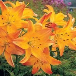 Lilium True Colors Mix For Naturalizing -Olivia Plants Sales x600 21530