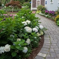 Hydrangea Macrophylla Endless Summer® Blushing Bride® -Olivia Plants Sales x600 21533