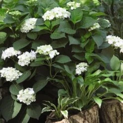 Hydrangea Macrophylla Endless Summer® Blushing Bride® -Olivia Plants Sales x600 21534