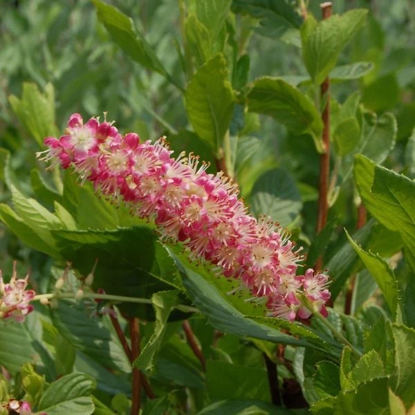 Clethra Alnifolia 'Ruby Spice' 3 Clethra Alnifolia 'Ruby Spice' - Image 3