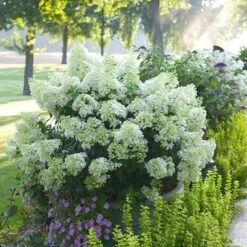 Hydrangea Paniculata Bobo® -Olivia Plants Sales x600 21546