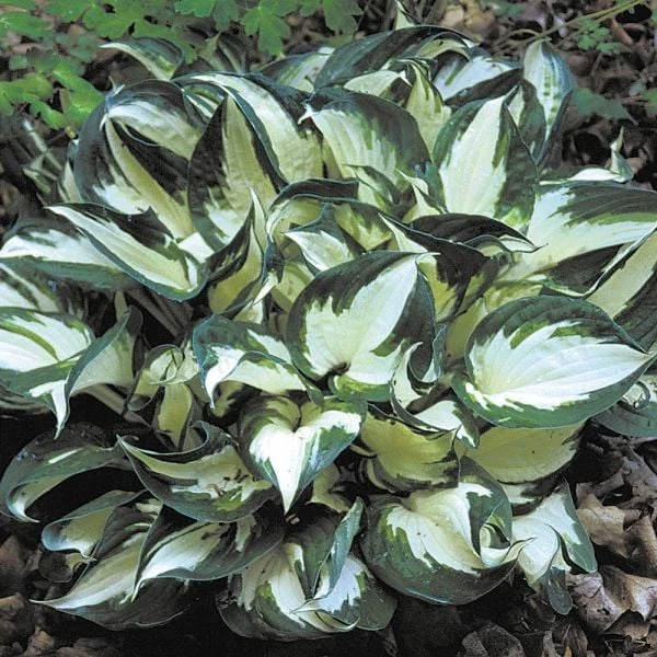 Hosta 'Fire And Ice' 4 Hosta 'Fire And Ice' - Image 4