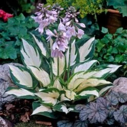 Hosta 'Fire And Ice' 11 Hosta 'Fire And Ice' -Olivia Plants Sales x600 21548