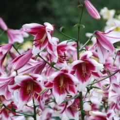 Lilium 'Silk Road' -Olivia Plants Sales x600 21563
