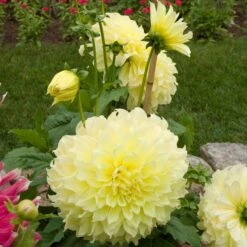 Dahlia 'Kelvin Floodlight' -Olivia Plants Sales x600 21564