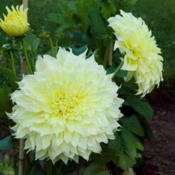 Dahlia 'Kelvin Floodlight' -Olivia Plants Sales x600 21565